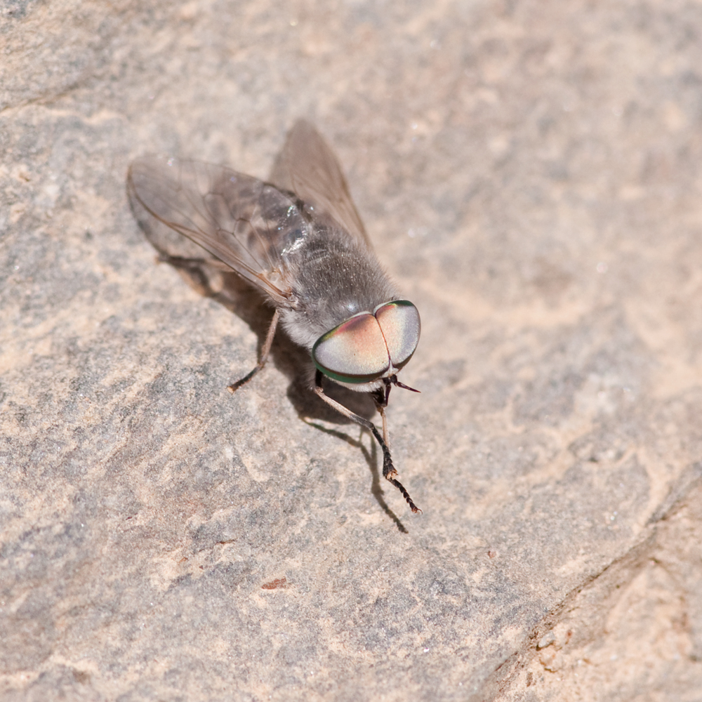 Tabanus spec
